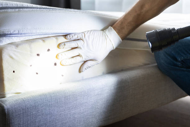 Best Local Pest Control Services  in Summerde, AL